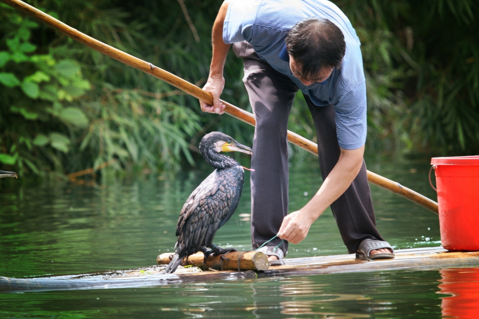 Untying the cormorant so it can go fishing
