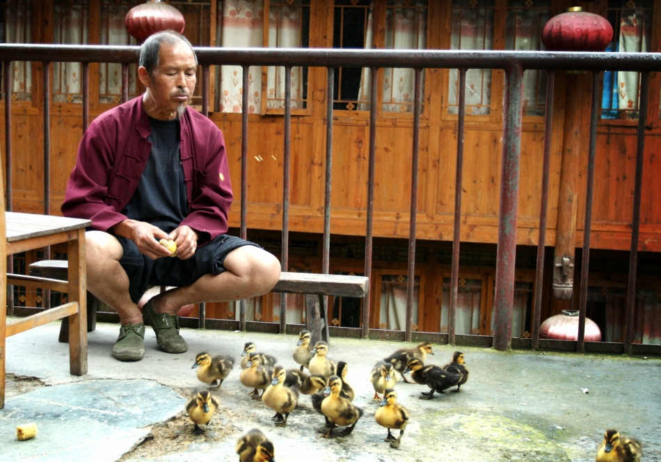A guy spitting out food for his ducklings