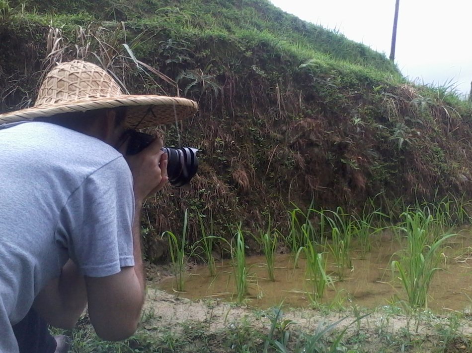 Getting up close and personal with the rice plants
