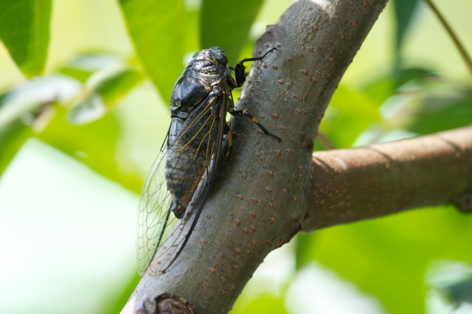 This is a cicada, which is found in most parts of China. You will usually found them in tree making a very loud sound that sounds more like electric alarm. The interesting thing about them is that some Chinese people believe that it is a symbol of rebirth. However, sometimes you will find these bugs cooked on a plate.