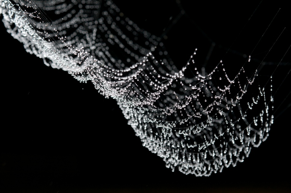 I don't like spiders, but I love this picture that Ryan captured of the spider web